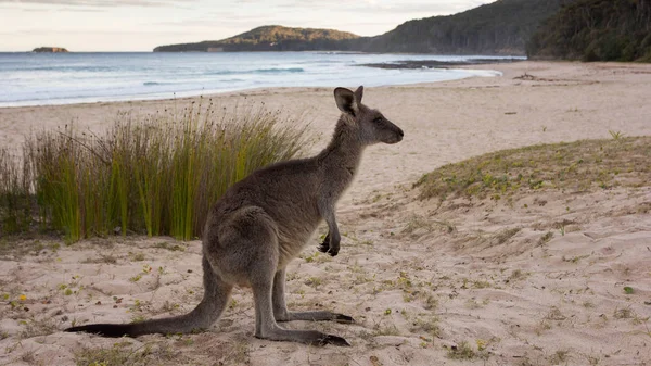 Kangourou sur la plage de galets — Photo