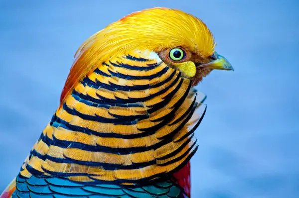 Portrait of a Golden Pheasant bird — Stock Photo, Image