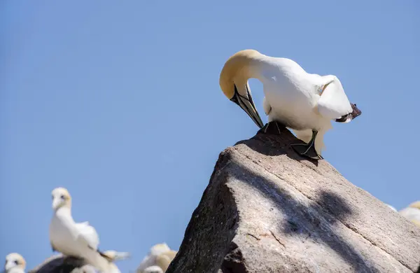 Gannet debout sur le rocher — Photo