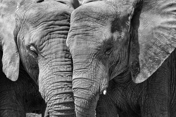 Dos elefantes uno al lado del otro —  Fotos de Stock
