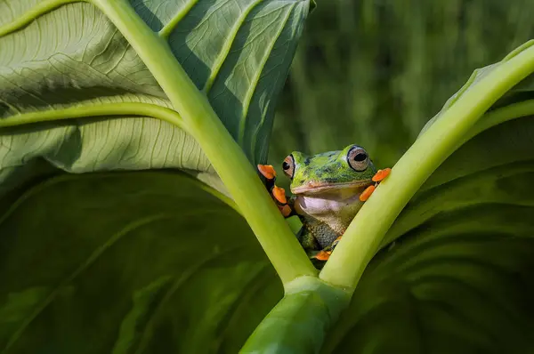 Sapo olhando para fora de duas folhas — Fotografia de Stock