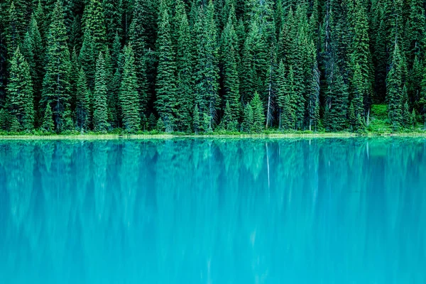 Immergrüne Bäume spiegeln sich im See — Stockfoto