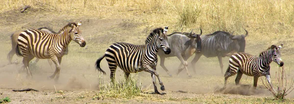 Gnoes en Zebra's uitgevoerd in veld — Stockfoto