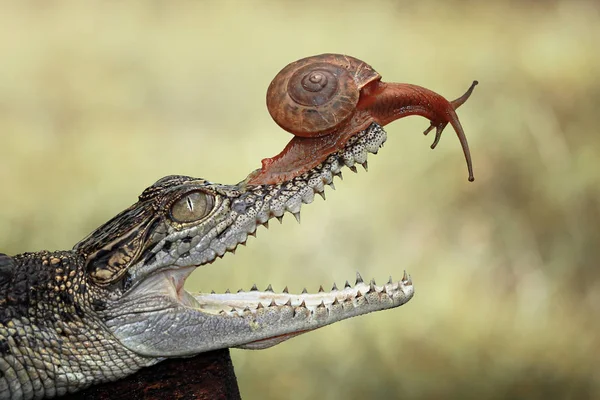 坐在婴儿鳄鱼嘴里的蜗牛 — 图库照片