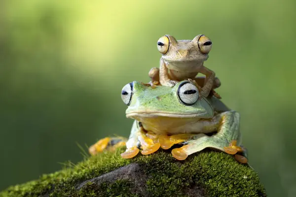 Kleine kikker zittend op een ander kikker — Stockfoto