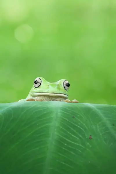 Лягушка, смотрящая сверху на листья — стоковое фото