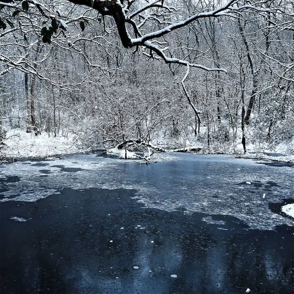 Lago congelado en el bosque — Foto de Stock