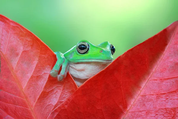Dumpy Tree frog on leaf — Stock Photo, Image