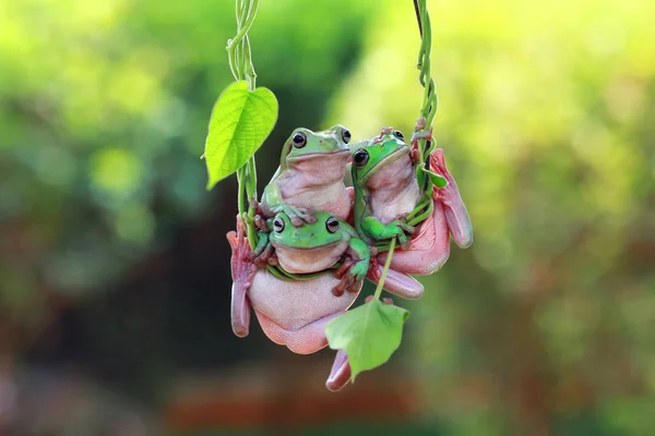 포도 나무에 매달려 개구리 — 스톡 사진