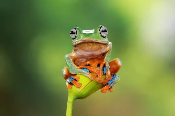 坐在植物上的树蛙 — 图库照片