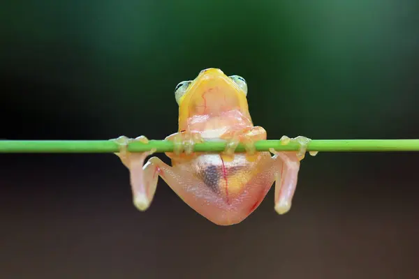 Golden frog on branch — Stock Photo, Image