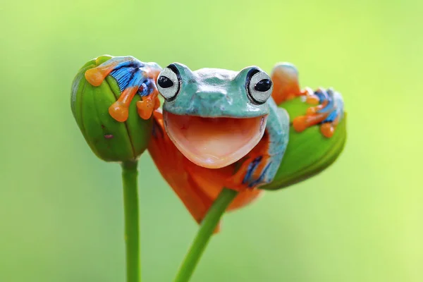 Tree frog with mouth open — Stock Photo, Image