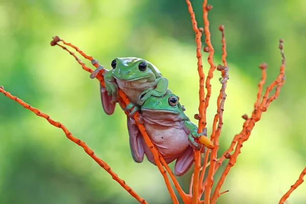 Dumpy ranas de árbol en la planta —  Fotos de Stock