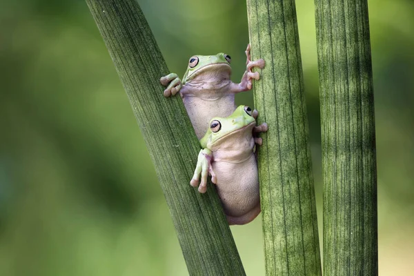 Zwei klobige Laubfrösche auf Pflanze — Stockfoto