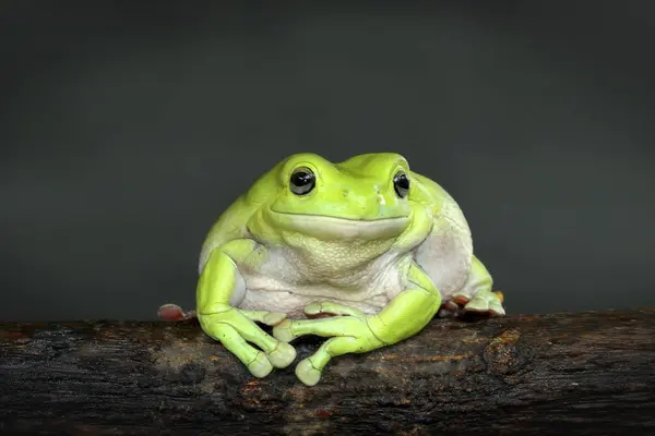 Dumpy rana árbol en rama — Foto de Stock