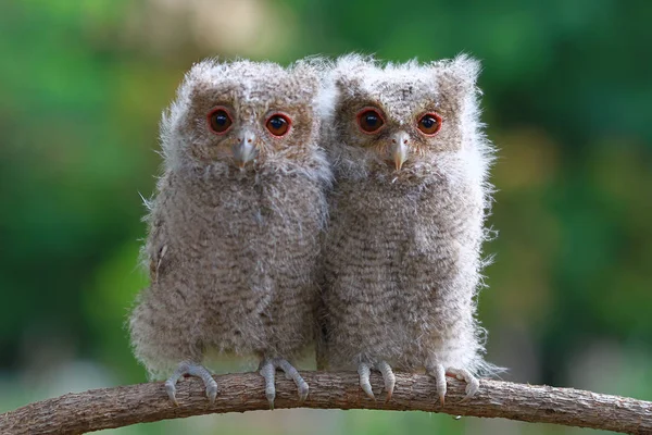 Two baby owls on branch — Stock Photo, Image