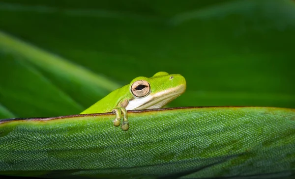 American green tree frog on leaf — Stock Photo, Image