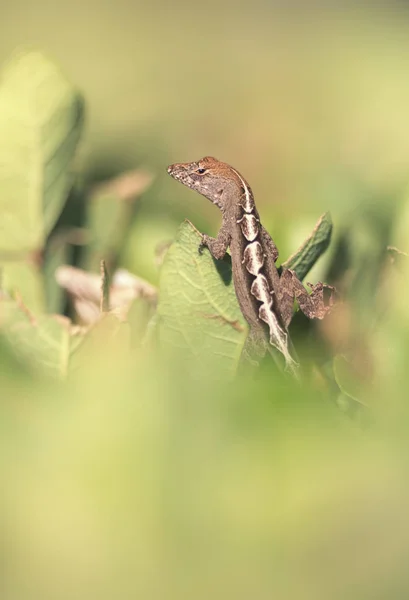 Retrato de Brown Anole — Fotografia de Stock