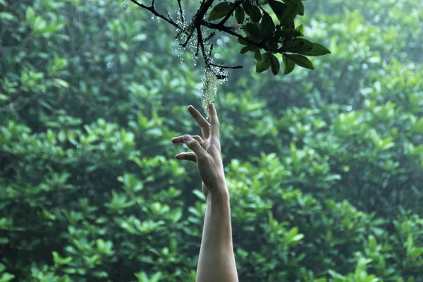 Mão masculina chegando para a flor no ramo — Fotografia de Stock