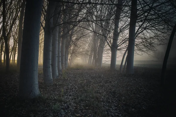 Camino en el bosque en la niebla — Foto de Stock