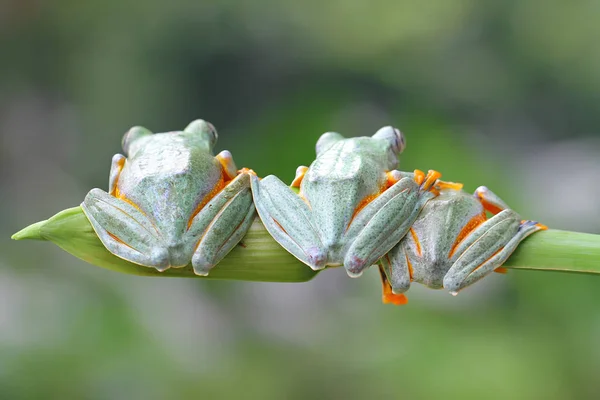 줄에 앉아있는 청 개구리 — 스톡 사진