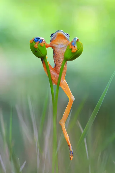 Tree frog climbing on plant — Stock Photo, Image