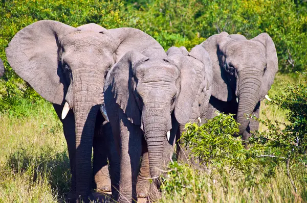 Groep Van Mooie Olifanten Wilde Natuur — Stockfoto