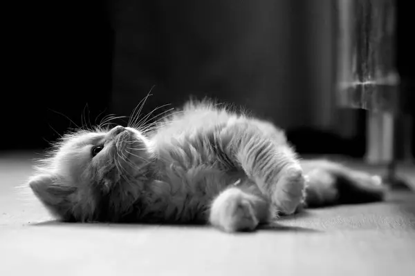 Fluffy Adorable Cat Lying Floor Monochrome — Stock Photo, Image