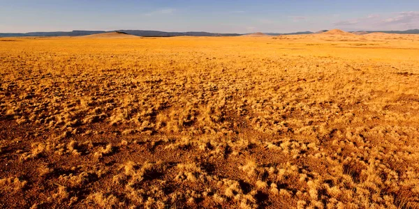 美国亚利桑那州 Springerville 金色无垠的风景景观 — 图库照片
