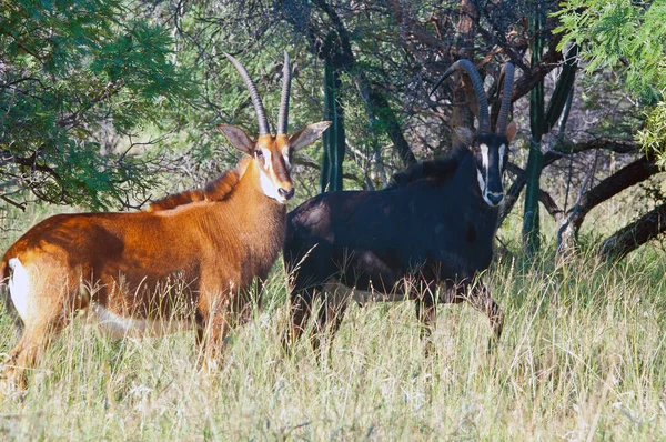 Beautiful Sable Antelopes Standing Grass Looking Camera — Stock Photo, Image
