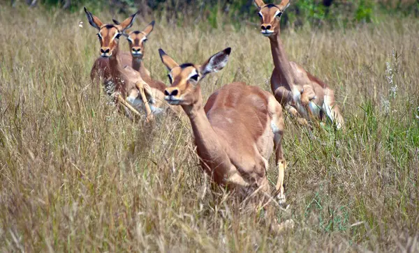 Schöne Rote Impalas Die Auf Der Wiese Laufen — Stockfoto