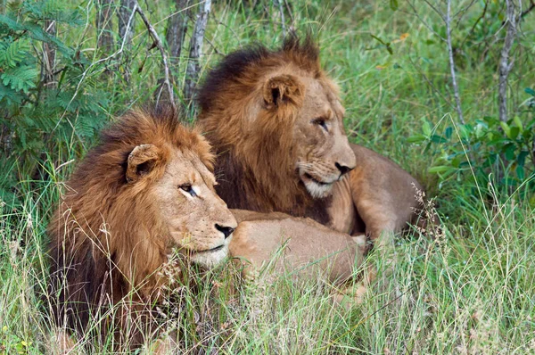 Dois Leões Bonitos Deitados Grama Verde Juntos — Fotografia de Stock