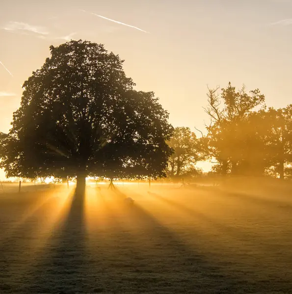 Scenic View Sunlight Trees Sunrise — Stock Photo, Image