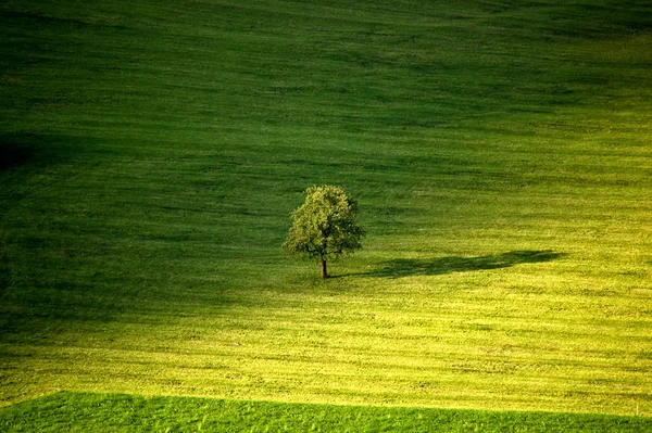 Scenic View Single Tree Green Field Obwalden Switzerland — Stock Photo, Image