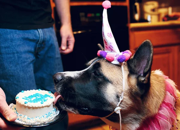 狗舔着生日蛋糕在男性的手的特写侧视图 — 图库照片