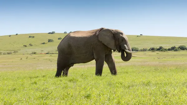 Живописный Вид Африканского Слона Кирквуд Восточная Капская Провинция Южная Африка — стоковое фото