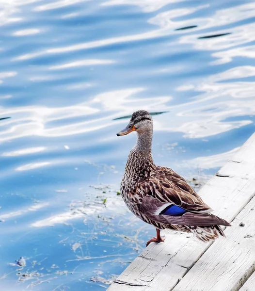 Nahaufnahme Einer Ente Die Auf Einem Bein See Steht — Stockfoto