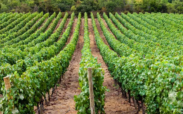 Rows Vineyards Santa Cruz Chile — Stock Photo, Image