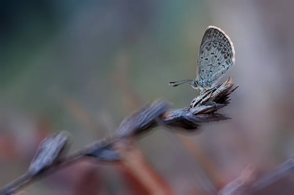 Primo Piano Della Farfalla Seduta Sulla Pianta Natura — Foto Stock