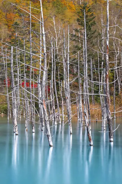 Vista Panorámica Árboles Muertos Lago Azul Hokkaido Japón — Foto de Stock