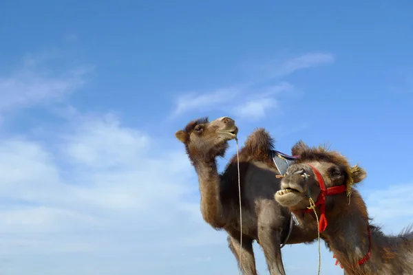 Dois Camelos Bonitos Contra Céu Azul Com Nuvens Brancas — Fotografia de Stock