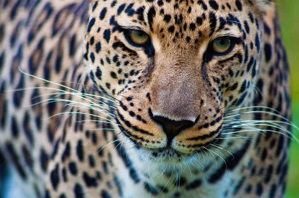 Primer Plano Retrato Hermoso Leopardo Salvaje Sudáfrica Mpumalanga —  Fotos de Stock