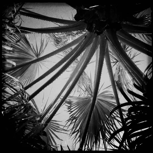 Vue Angle Bas Des Palmiers Monochrome — Photo