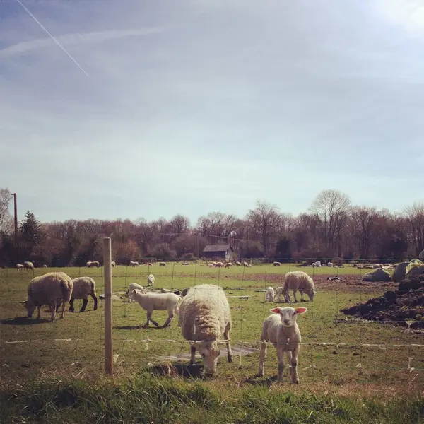 France Rouen Calvados Lisieux Courtonne Meurdrac Lambs Grazing Farm — Stock Photo, Image