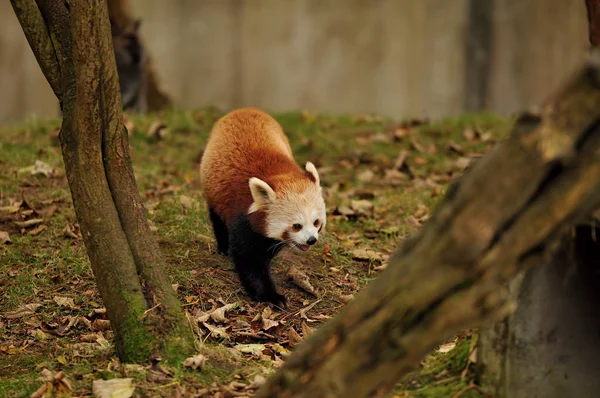 Carino Panda Rosso Che Cammina Erba Coperta Foglie — Foto Stock