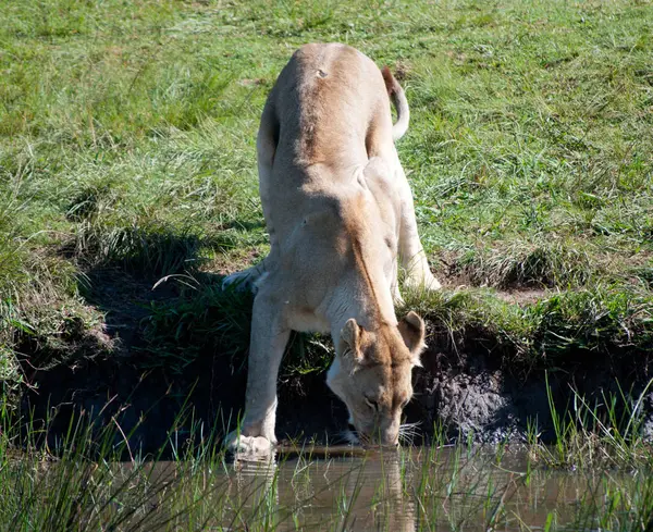 Vista Bela Leoa Selvagem Bebendo África Sul Mpumalanga — Fotografia de Stock