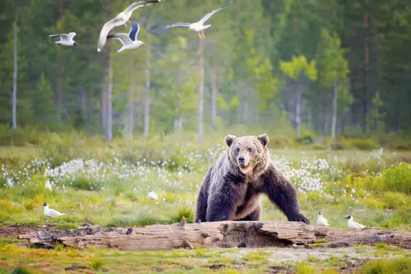 Бурый Медведь Смотрит Чаек Лесу Финляндия — стоковое фото