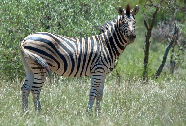 Malebný Pohled Zebra Divoké Přírody — Stock fotografie