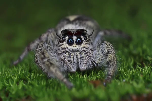 Primer Plano Salto Araña Hierba Mirando Cámara — Foto de Stock