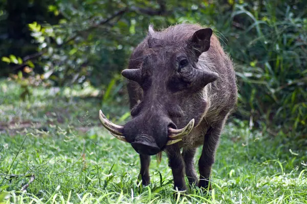Großer Schwarzer Wilder Warzenschwein Limopo Östliches Kap Südafrika — Stockfoto